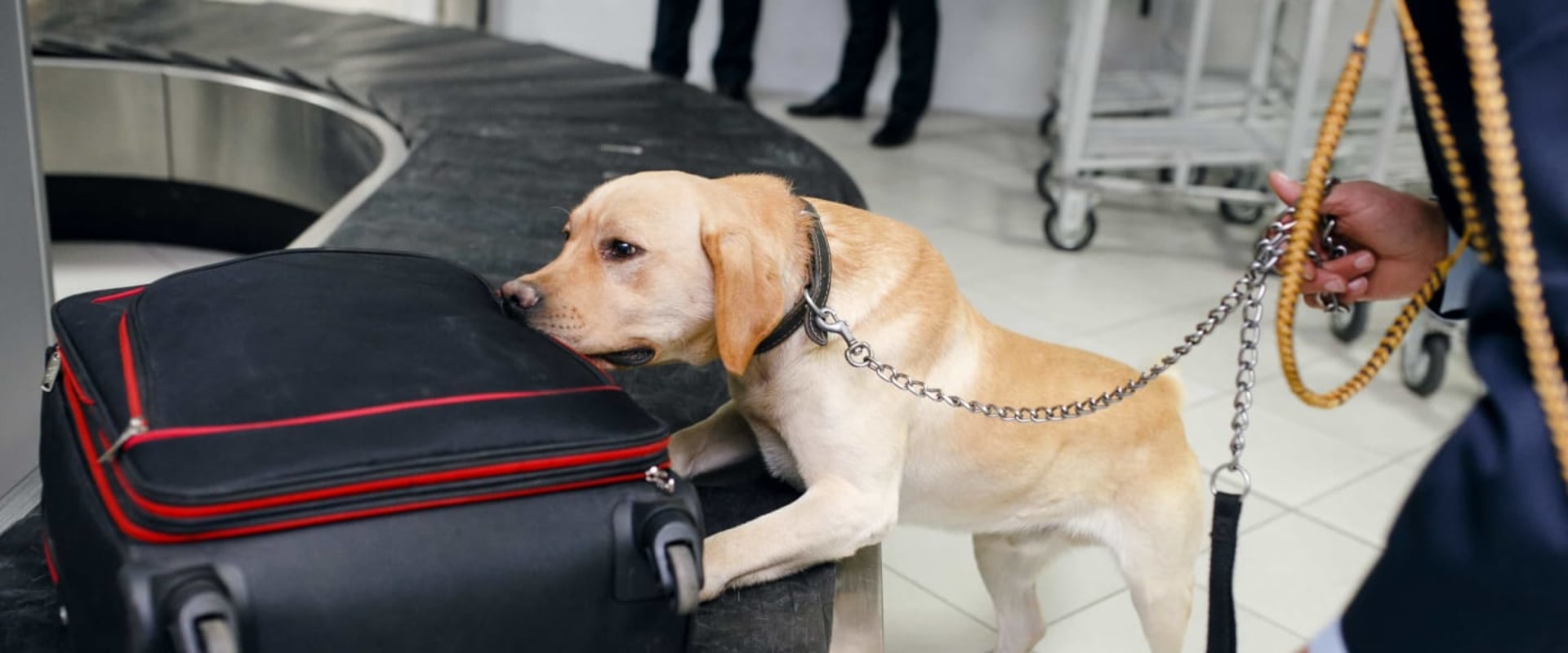 Can airport dogs smell thc gummies?