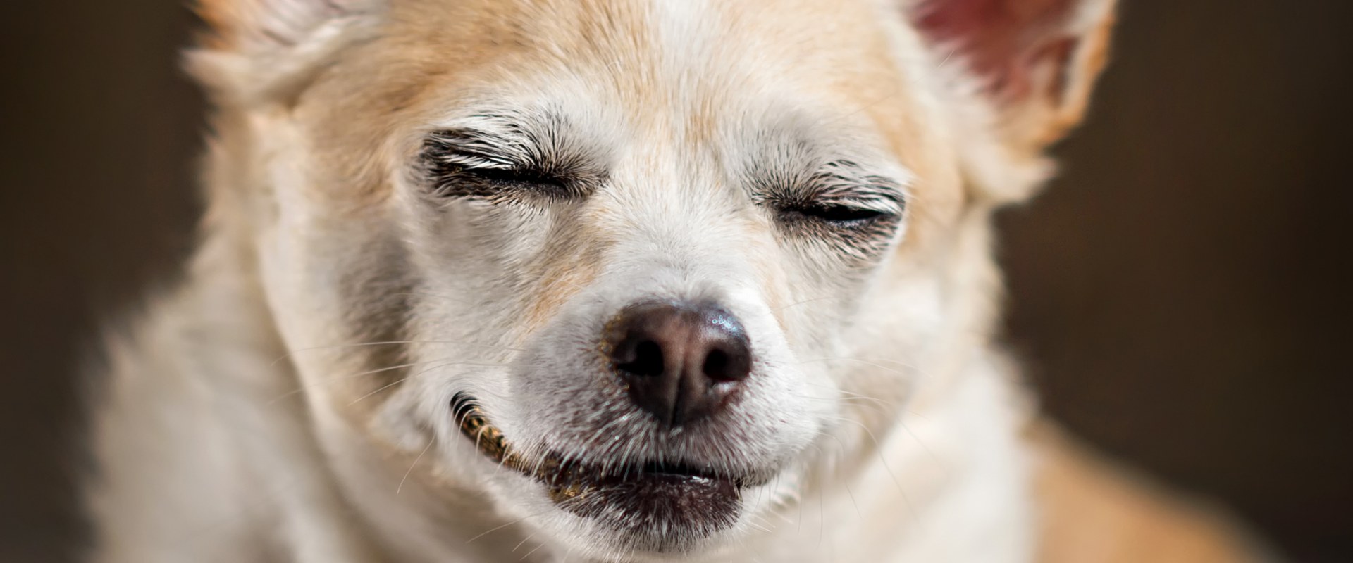 Is thc okay to give dogs?
