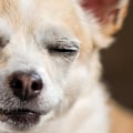 Is thc okay to give dogs?