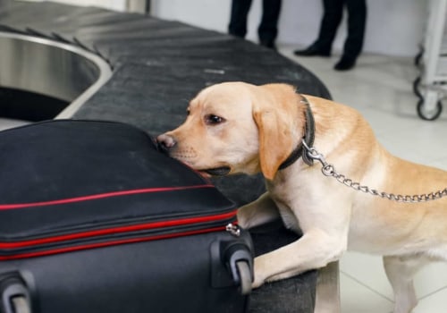 Can airport dogs smell thc gummies?