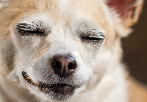 Is thc okay to give dogs?